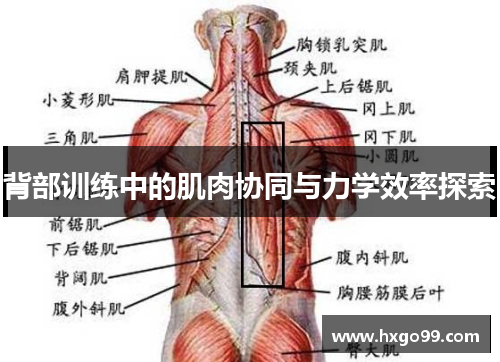 背部训练中的肌肉协同与力学效率探索 背部训练中的肌肉协同与力学效率探索